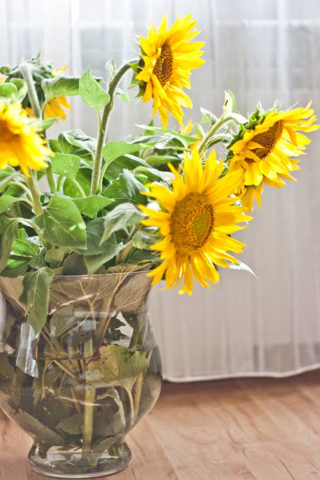 photo-sunflowers-vase-curtain-yellow