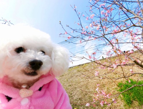 愛犬を連れて桜フォトジェニックな温泉旅！早咲きの河津桜を見に伊豆へ行ってきました。